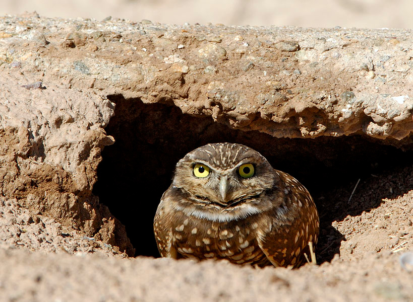 Враг не пройдет Норная совка, Athene cunicularia, Озеро Солтон Си, Burrowing Owl, Salton Sea, California