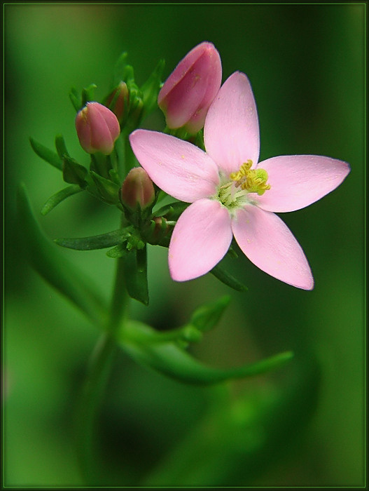 Золототысячник обыкновенный  (Centaurium erythraea ) Centaurium erythraea
