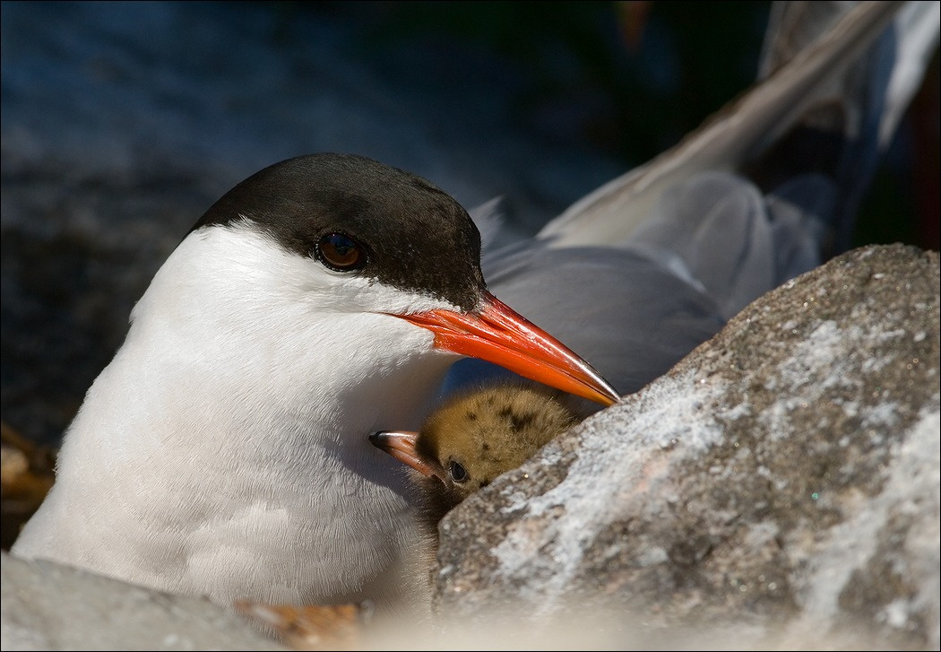 * * * * * Sterna, hirundo, крачка, птенец,  Ладога  птица камень