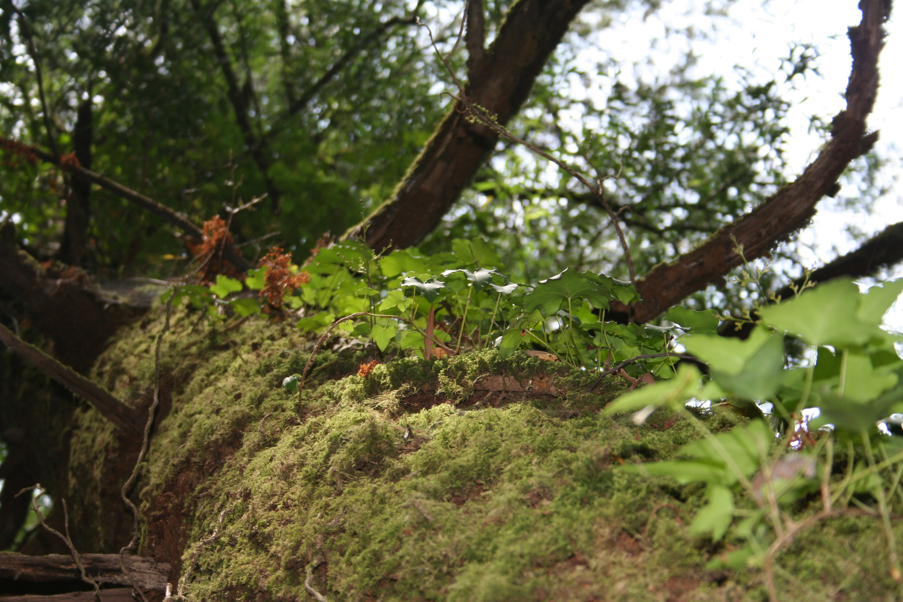 Simbiosis vegetal... 