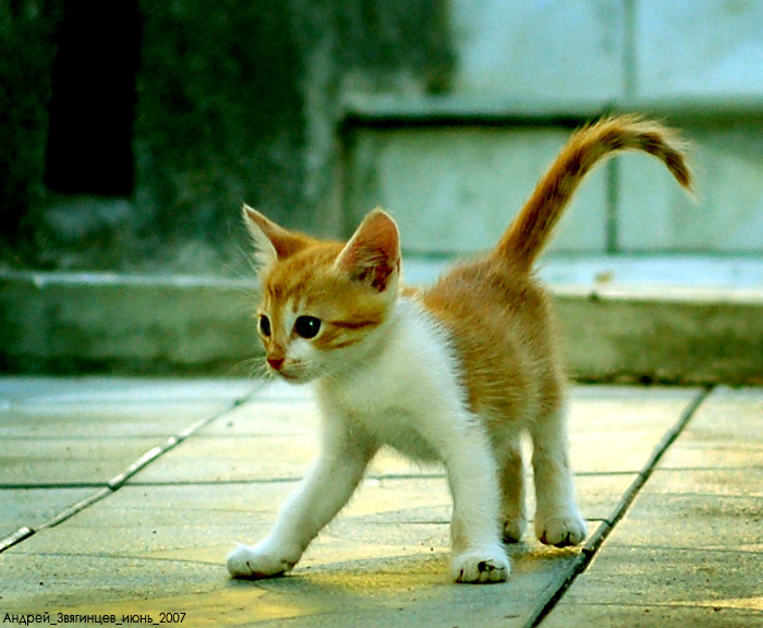 Shall we dance? фотограф молдова кишинев fotograf moldova chisinau андрей звягинцев andrei zveaghintev http://www.photograph.md/
