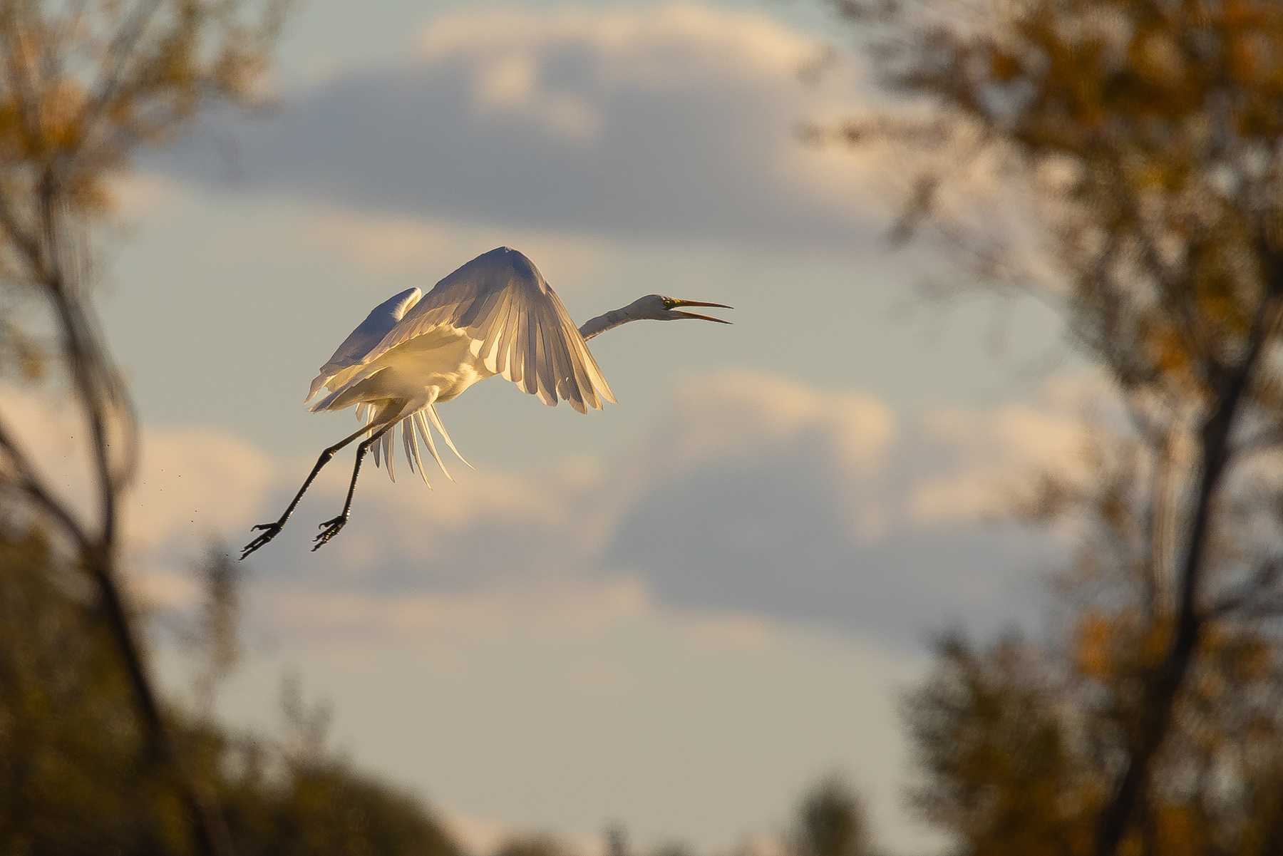 Heron 