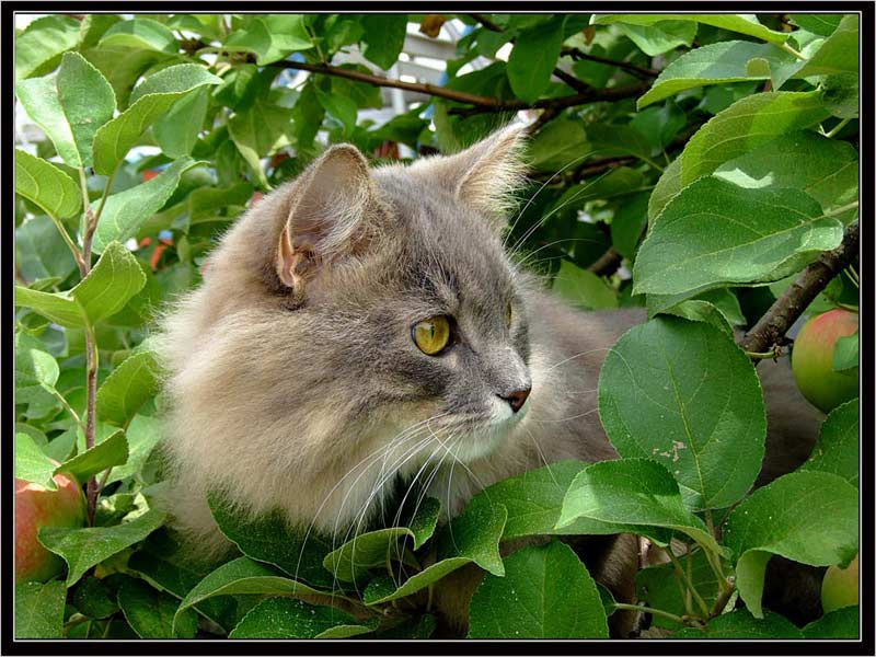 Кошка в яблоках животные, кошка