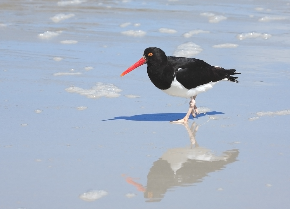 Magellanic oystercatcher (Haematopus leucopodus) Falklands oystercatcher