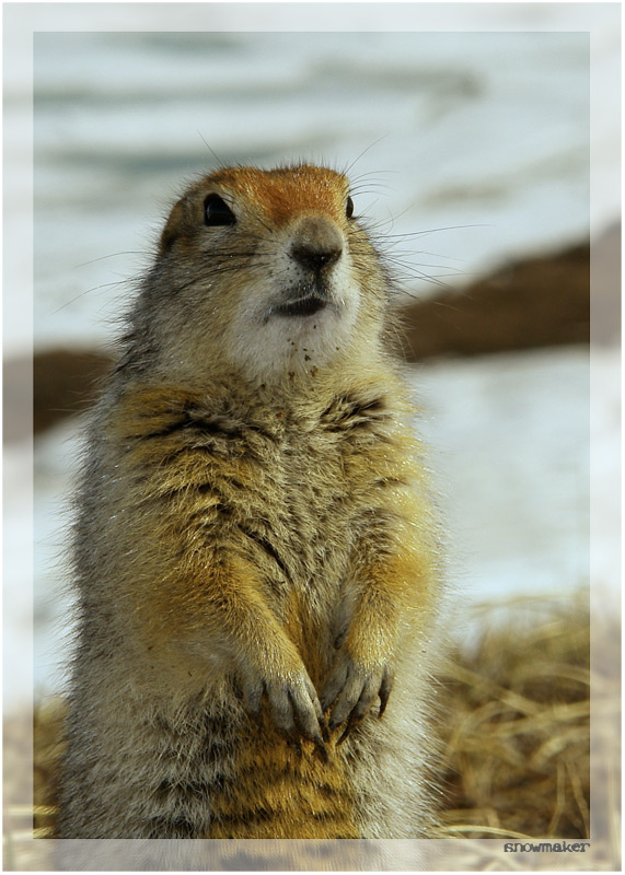 Портрет евражки евражка суслик чукотка spermophilus parryii