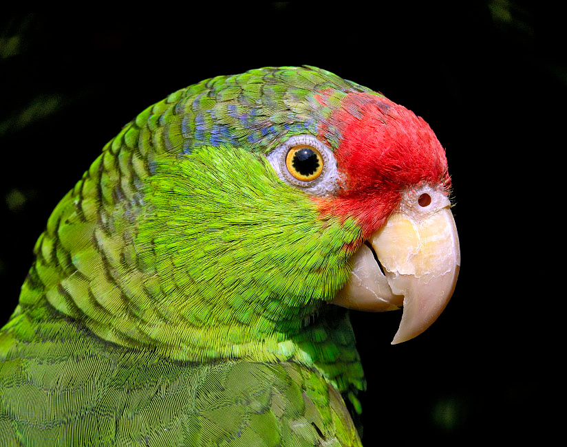 Парадный портрет Зеленощекий амазон, Amazona viridigenalis, Red-crowned Parrot