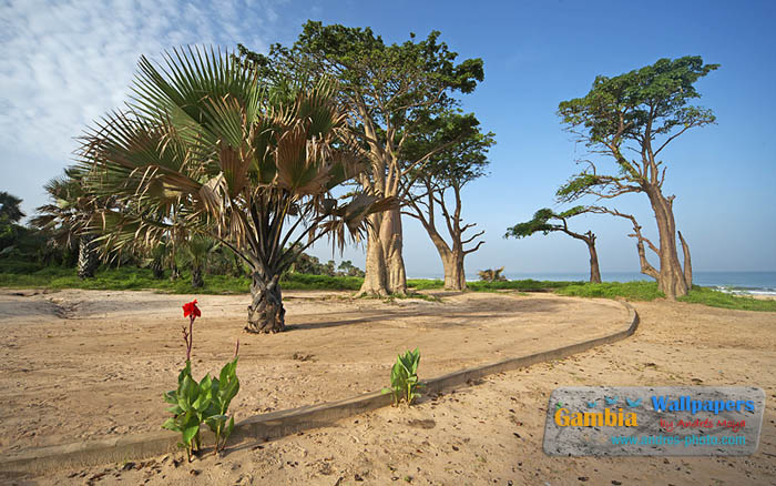 Сторожевые баобабы баобабы гамбия западная африка биджило бич gambia west africa baobab bijilo beach
