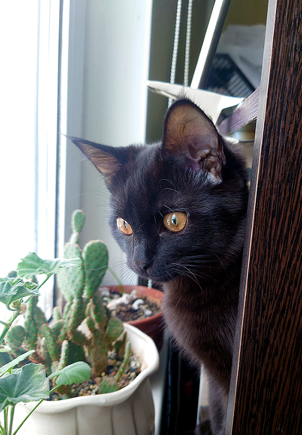 Локи котик котёнок локи