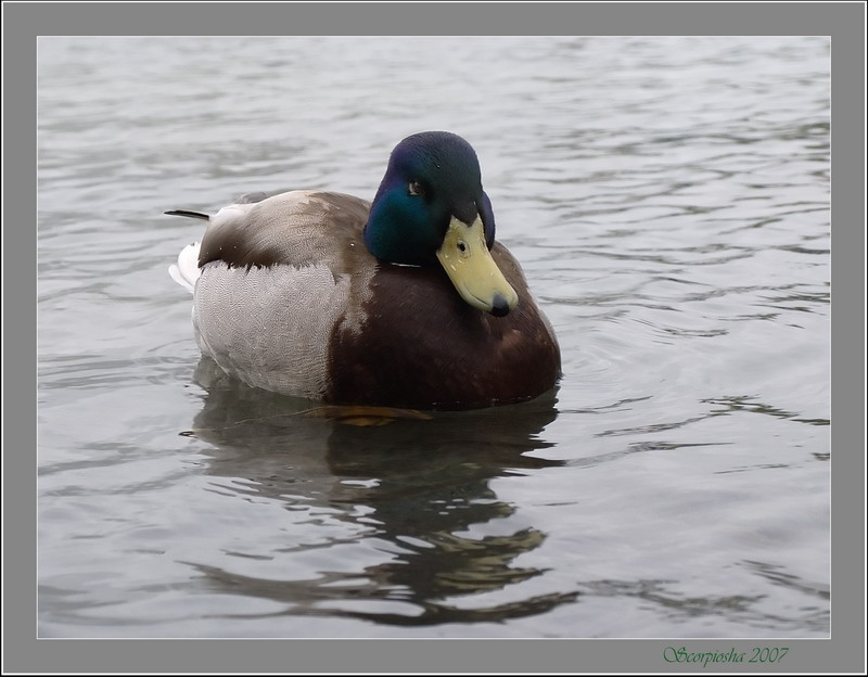 ... duck.. вода,утка,парк,москва,май