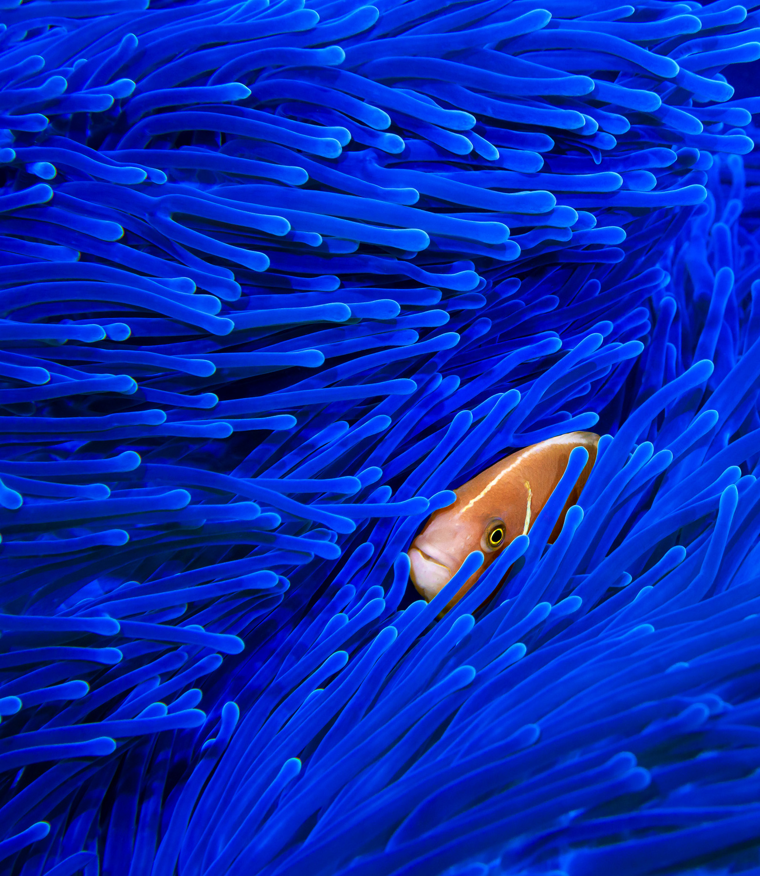 P I N K anemone clownfish underwater macro philippines diving ocean sea animal fish tropical