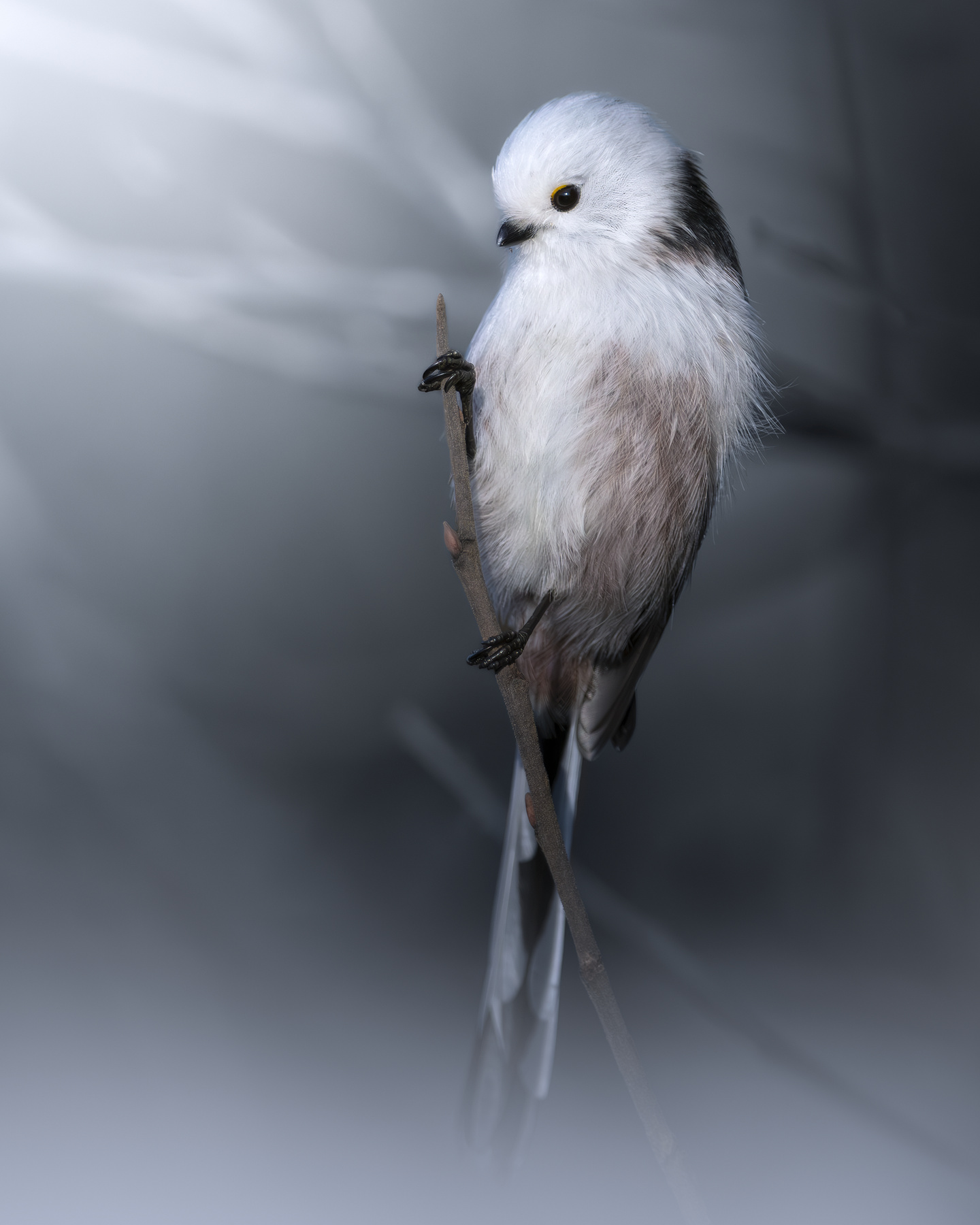 Длиннохвостая синица (Aegithalos caudatus) 
