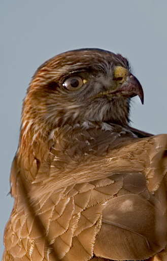 Михайло Канюк обыкновенный (Buteo buteo)
