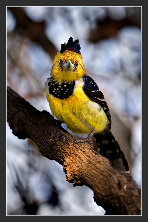 Африка в лицах #32. Модница. Африка Ботсвана Crested Barbet