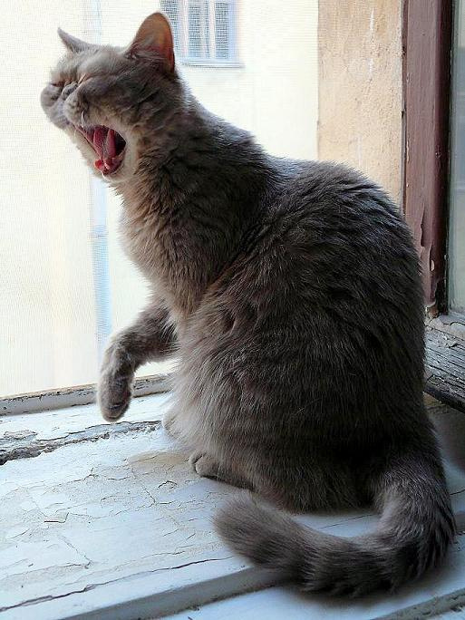 эх скукота... Кошка