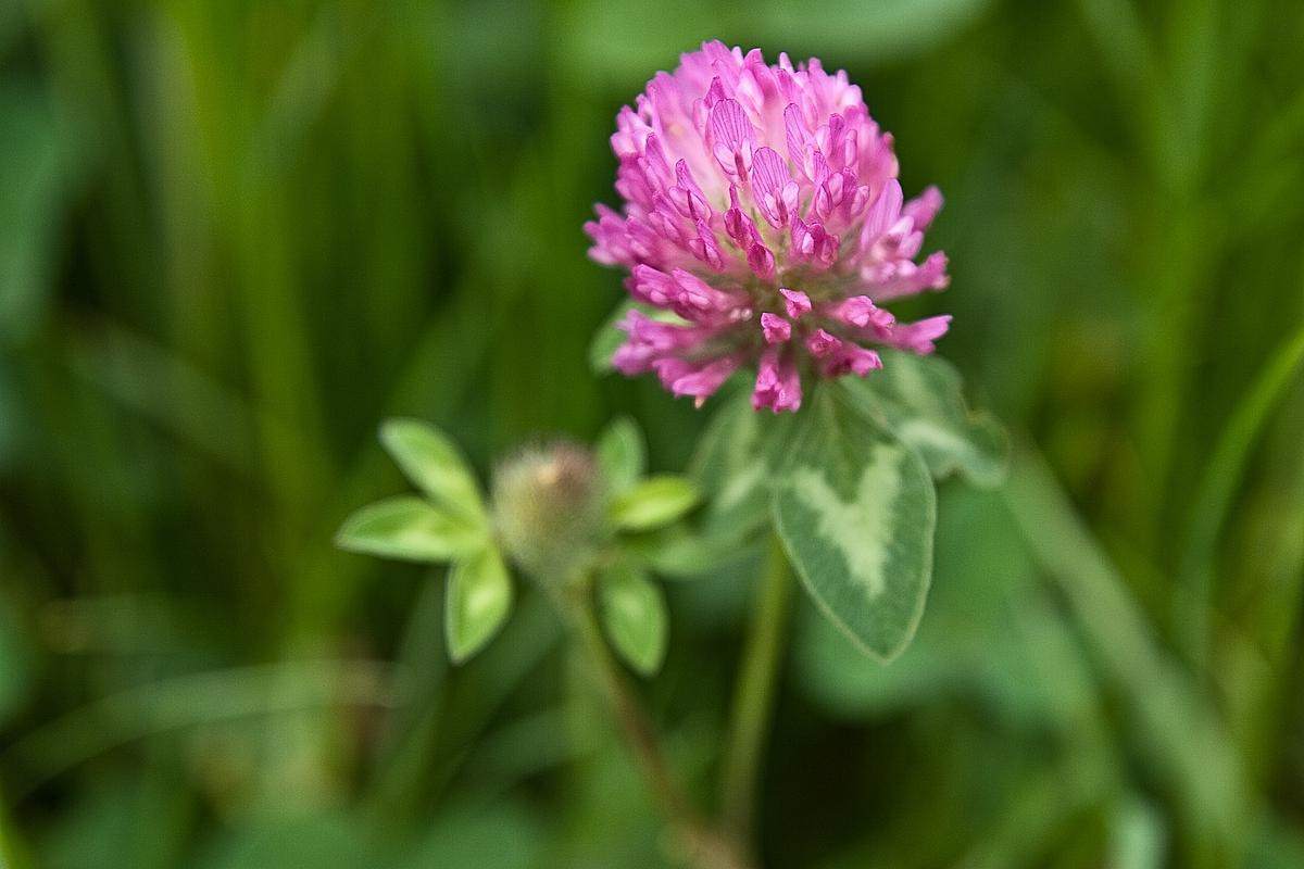Blume цветок, blume