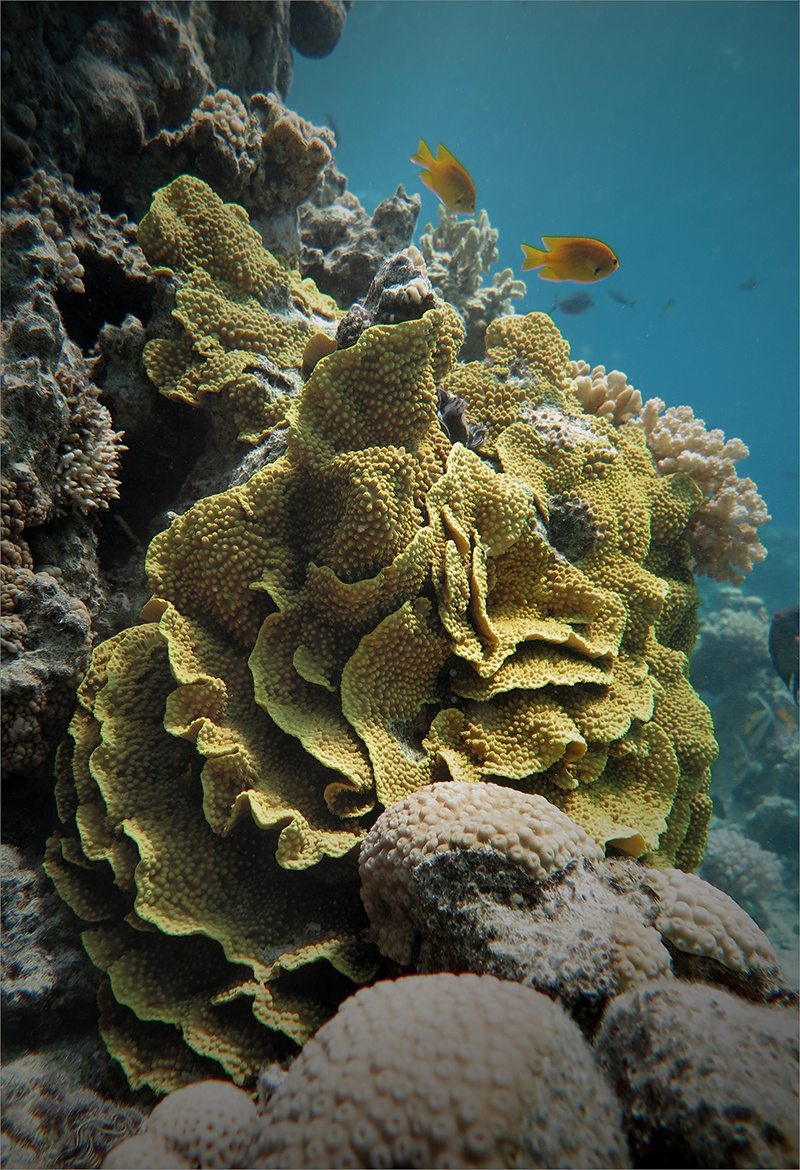 Рюшечки подводное фото рыбы красное море