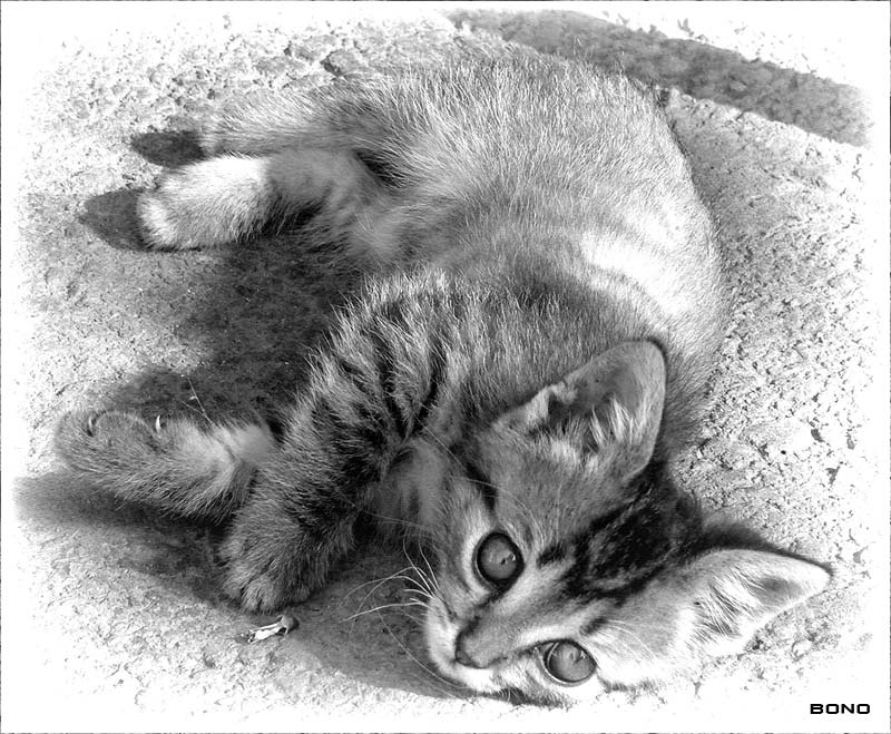 Котёночек Котенок