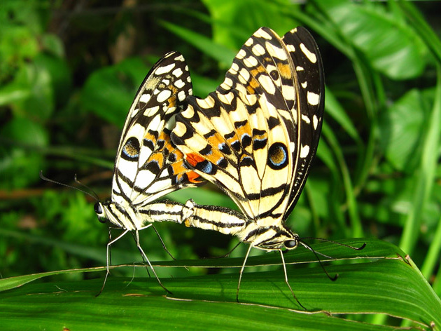 Papilio Demodocus бабочка