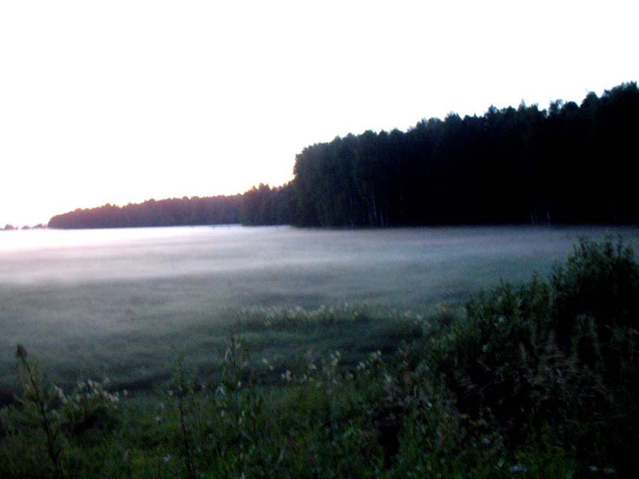 Поле в тумане Туман, поле, лес,вечер