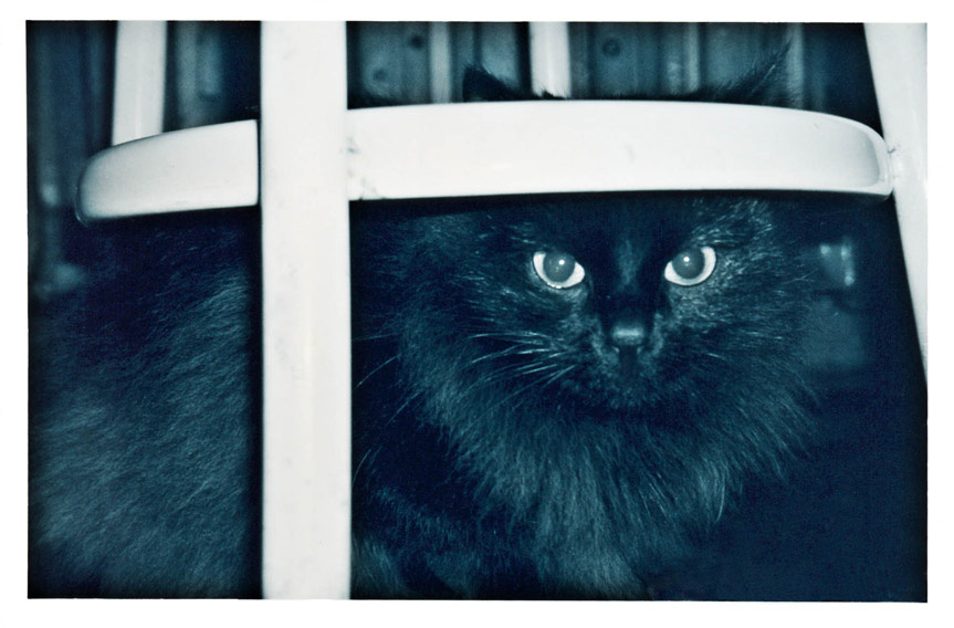 Коха кошка черная