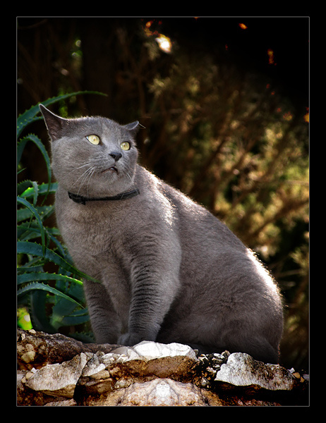 Монастырский кот кот