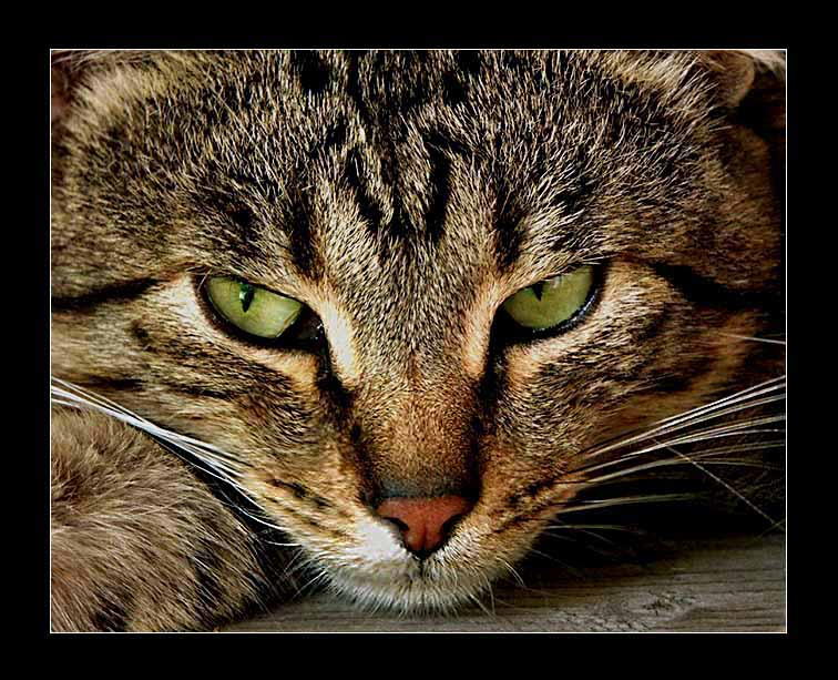 Специально для... кот