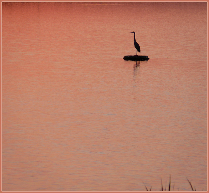 Чуть по- японски… Серая цапля, Ardea cinerea, Parque Ambiental de Vilamoura