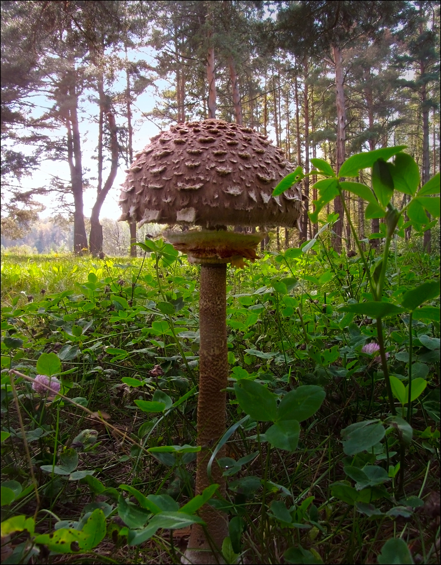 Грибочки. (2) гриб трава лес