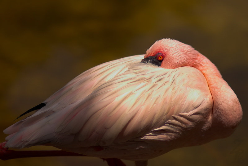 Flamingo 2 