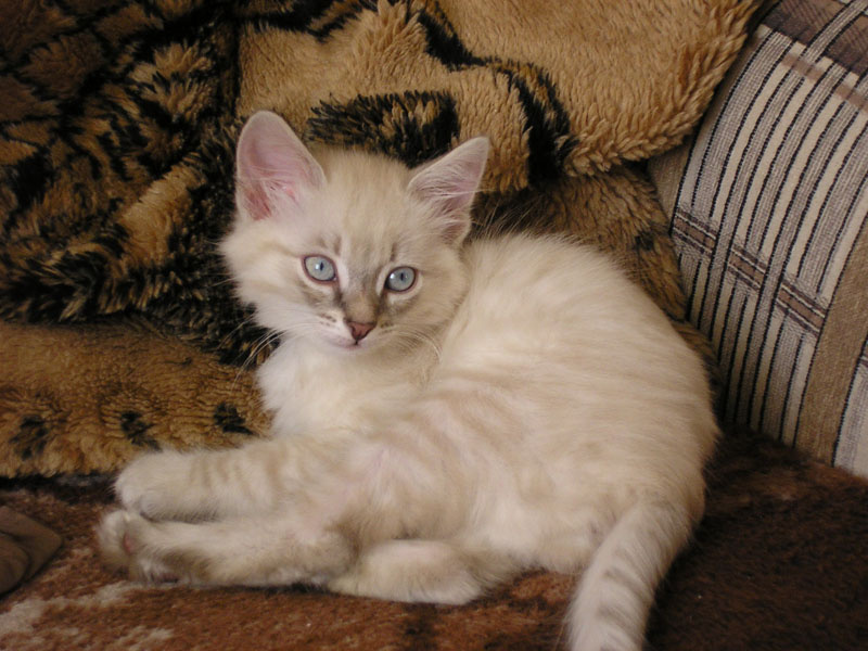 Мурзик 