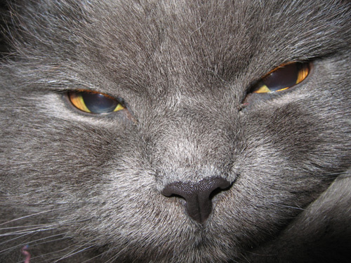 Мой любимый кот кошки