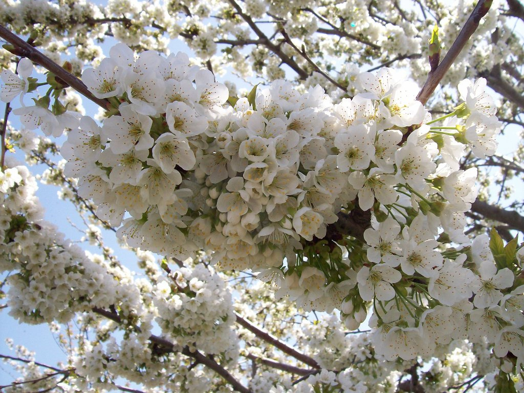 Черешня в цвету 