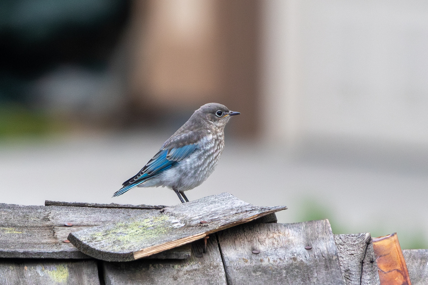 Голубая сиалия Голубая сиалия Горная лазурная птица Mountain Bluebird Sialia currucoides Bechstein JM 1798
