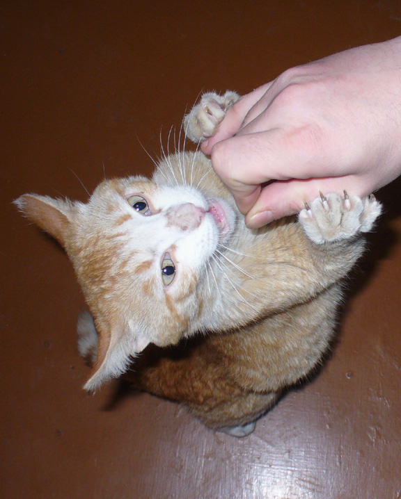 полцарства за витаминку!!!! кот, кошак, кошаренок, котенок, кошка