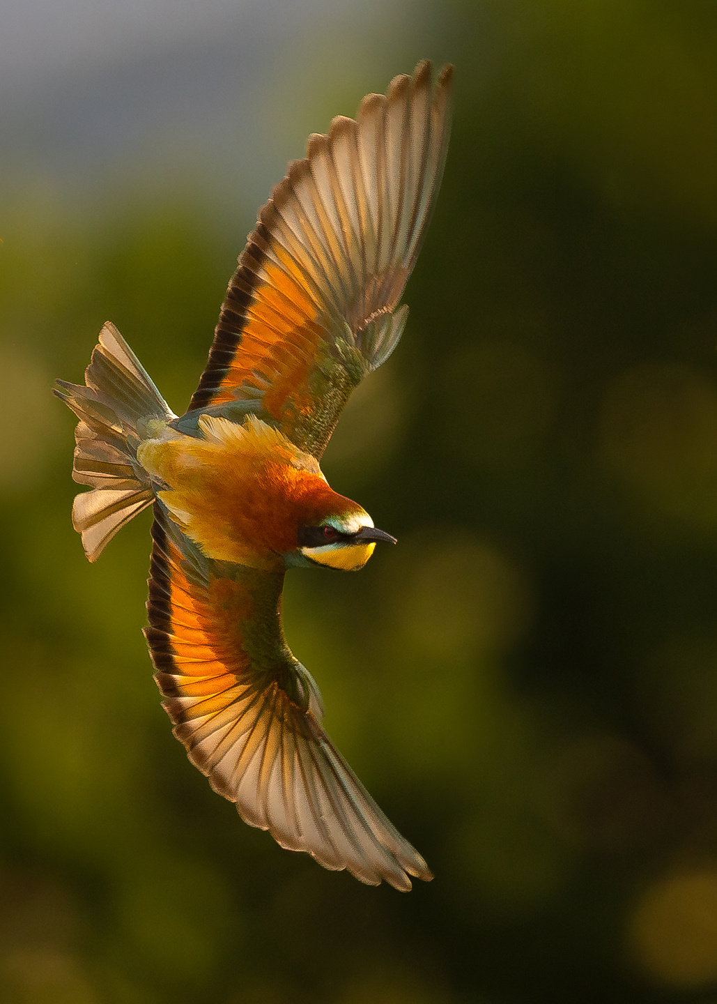 Bee-eater 