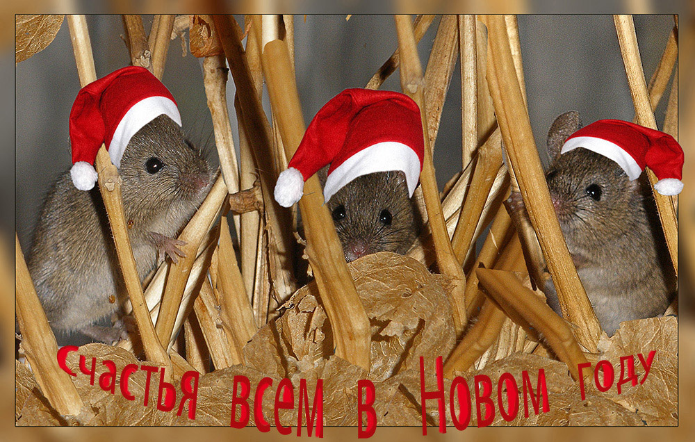 Счастья и радости всем в Новом году!!! Новый год поздравлениие мышь