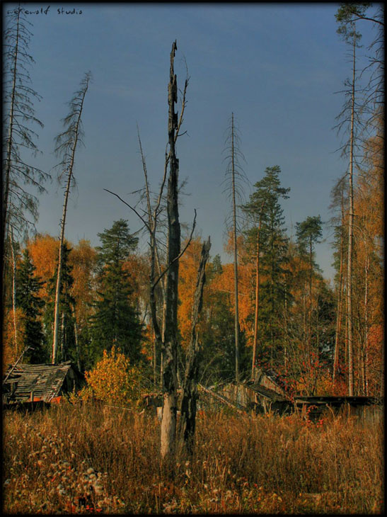 Про_Осень осень, деревья, деревня