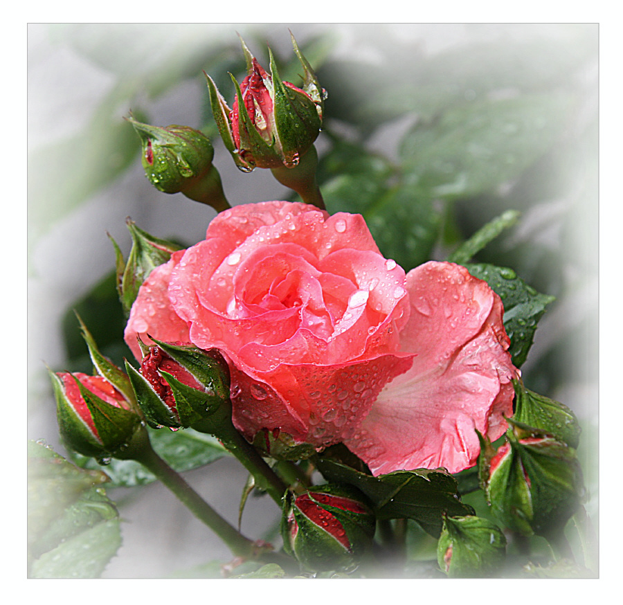 Rose  дождь