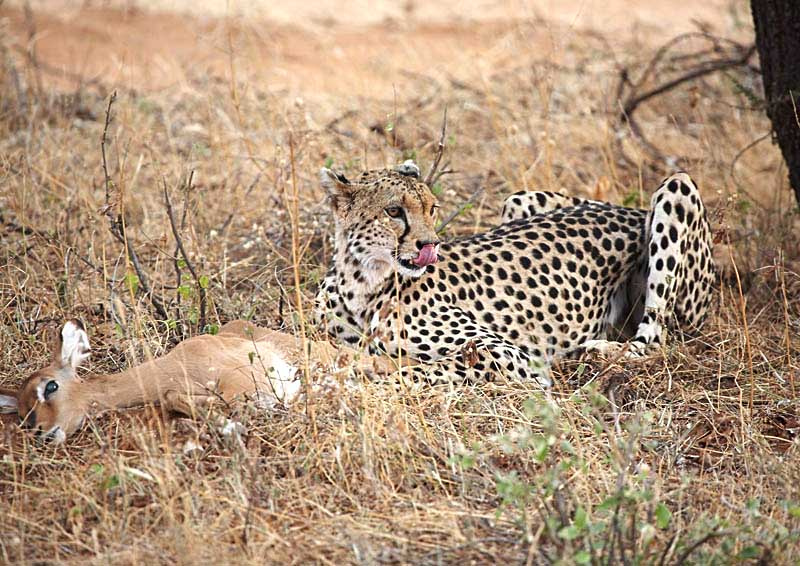 Cheetah#2 гепард