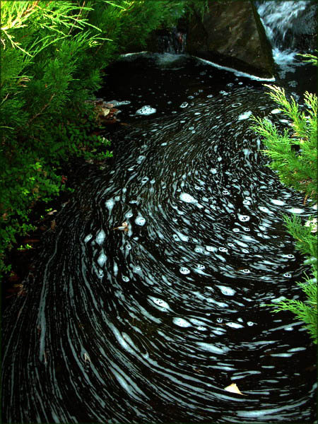 Черная вода Природа, вода, лето, японский садик, москва