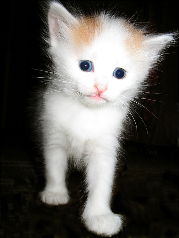 котенок котенок, кот, кошка, животное, домашнее животное