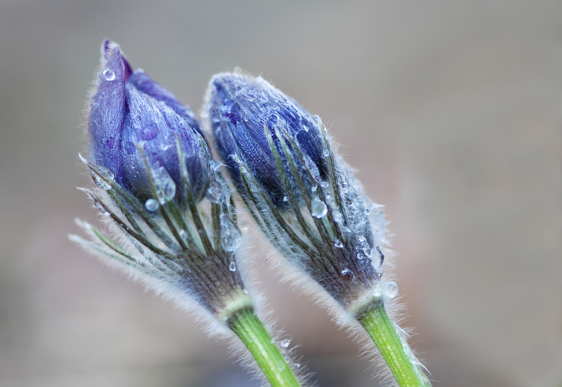 Хрустальный первоцвет. АПрострел раскрытый или Сон-трава Pulsatilla patens Ranunculaceae
