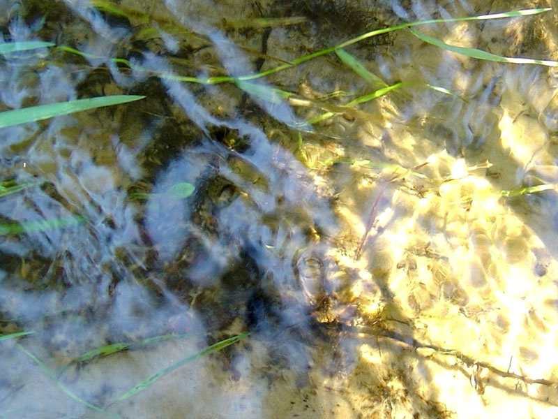 Портрет в воде 