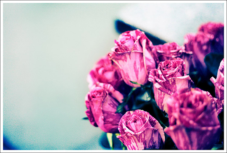Flowers розы