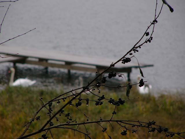 Пора улетать осень, лебеди, дождь