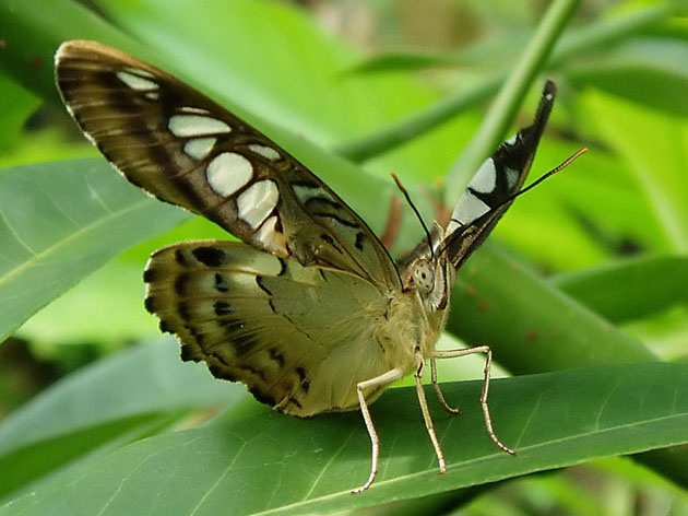 Parthenos Sylvia Бабочка