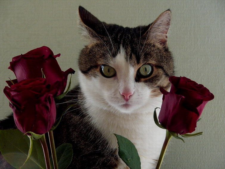 Это мне? кошка, розы