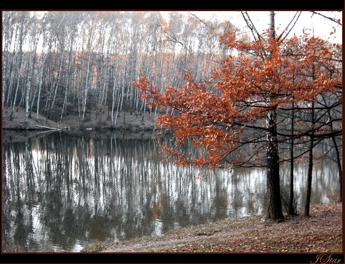 Осень... осень дерево