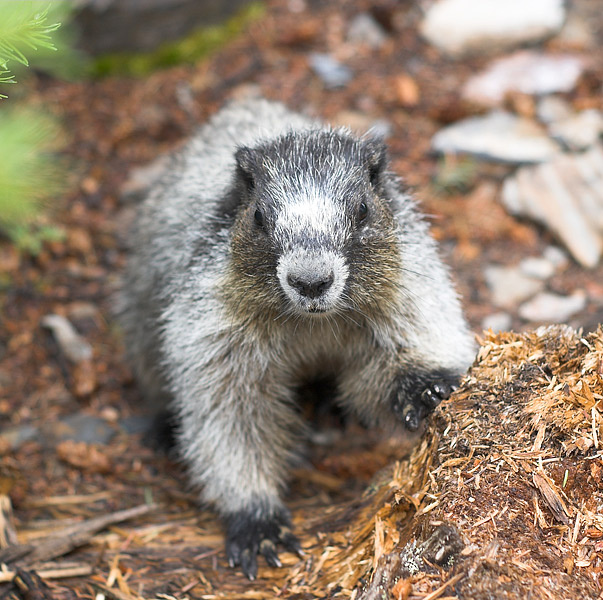 И мой сурок со мною сурок marmot
