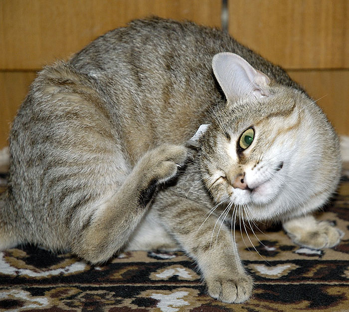 что это там прицепилось?! кошка